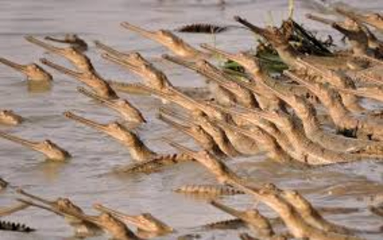 Enjoy Scenic Views With Chambal Boat Safari Excursions